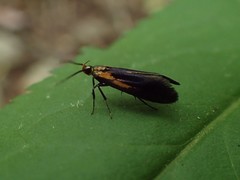 Mathildana newmanella