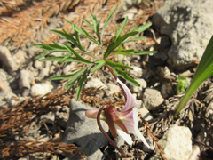 Viola chaerophylloides