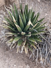 Agave utahensis