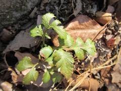 Sceptridium ternatum