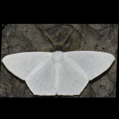 Sericoptera virginaria