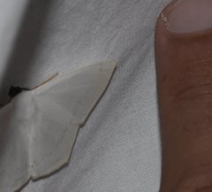 Sericoptera virginaria