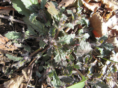 Ajuga decumbens