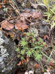 Sedum stenopetalum