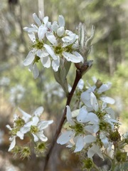 Amelanchier obovalis