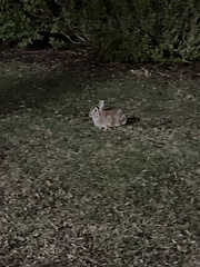 Sylvilagus floridanus