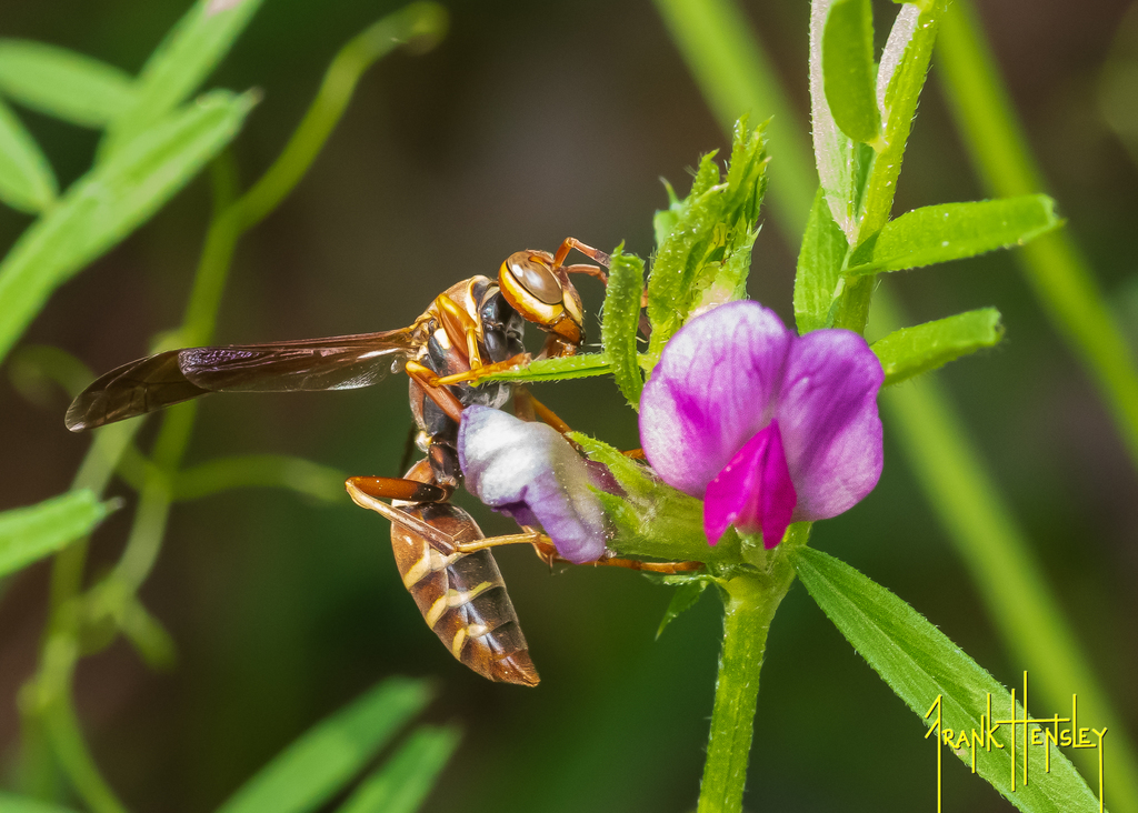 Least Paper Wasp from Post Road, Clinton, MS, USA on April 4, 2022 at ...