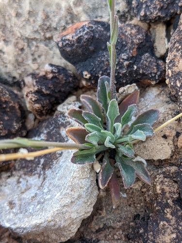 Image of Perennial Rockcress (Boechera perennans) by (c) Alix Kosmala, some rights reserved (CC BY)