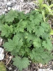 Leonurus cardiaca