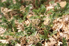 Oreoxis trotteri