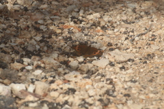 Junonia neildi