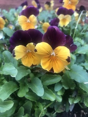 Viola