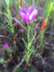 Clarkia affinis