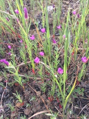 Clarkia affinis