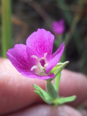 Clarkia affinis