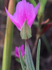 Clarkia affinis