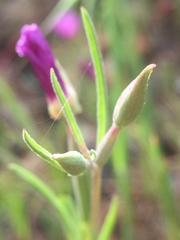 Clarkia affinis