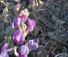 Astragalus missouriensis