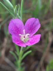 Clarkia affinis