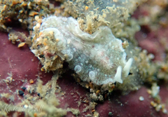 Euryleptidae