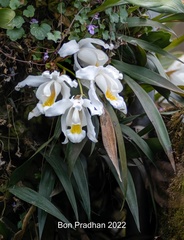 Coelogyne cristata