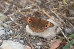 Junonia neildi