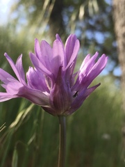 Dichelostemma congestum
