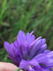 Dichelostemma congestum