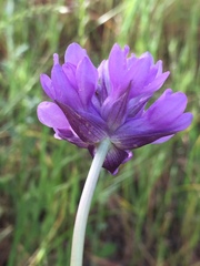 Dichelostemma congestum