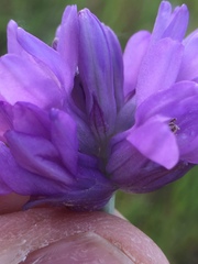 Dichelostemma congestum