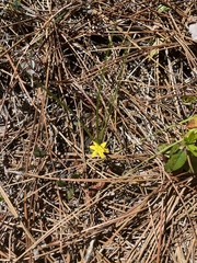 Hypoxis curtissii