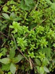 Sedum bulbiferum