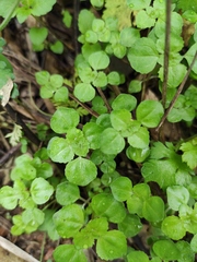 Pilea cavaleriei