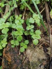 Pilea cavaleriei