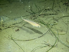 Caulolatilus princeps