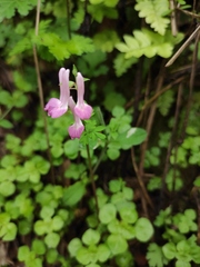 Corydalis decumbens