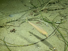 Caulolatilus princeps