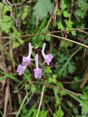 Corydalis decumbens
