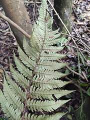 Dryopteris championii