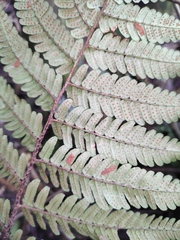 Dryopteris championii