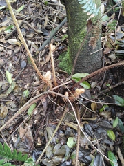 Dryopteris championii