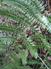 Dryopteris championii