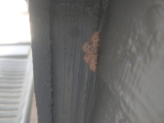 Scopula plantagenaria