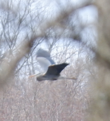 Ardea herodias herodias