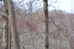 Ardea herodias herodias