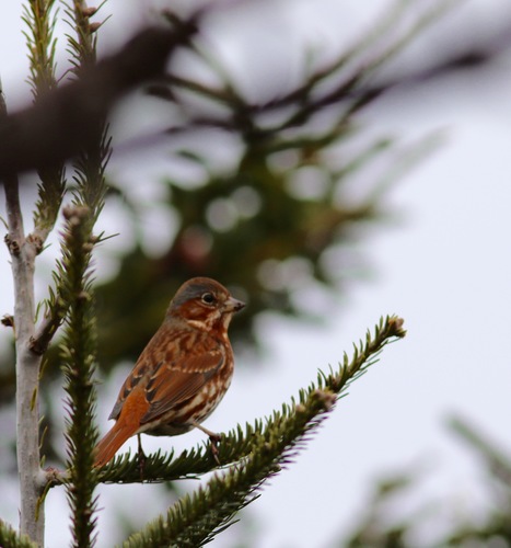 Fox Sparrow, photo 6 of 10