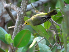 Setophaga petechia bryanti
