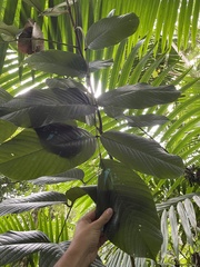 Ormosia krugii