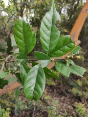 Lithocarpus glaber