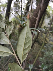Lithocarpus glaber